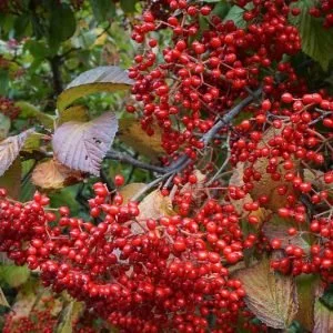 native-plant-alternatives-to-viburnum-dilatatum-300x300.webp
