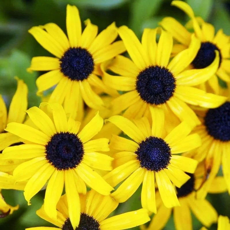 Rudbeckia (Black Eyed Susan)  ‘American Gold Rush’