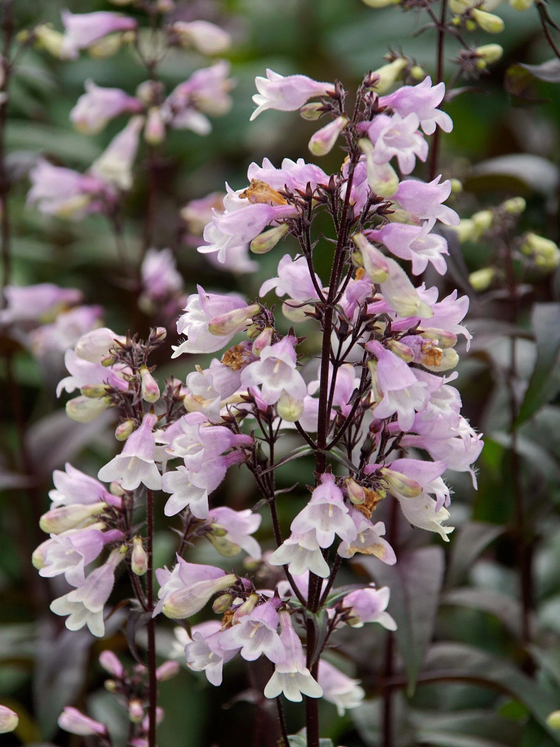 Penstemon ‘Blackbeard’