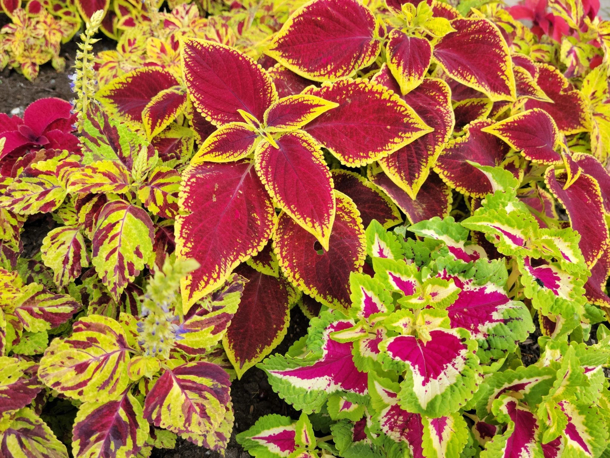 Coleus — Annual