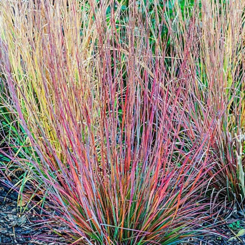 Little Bluestem ‘Standing Ovation’