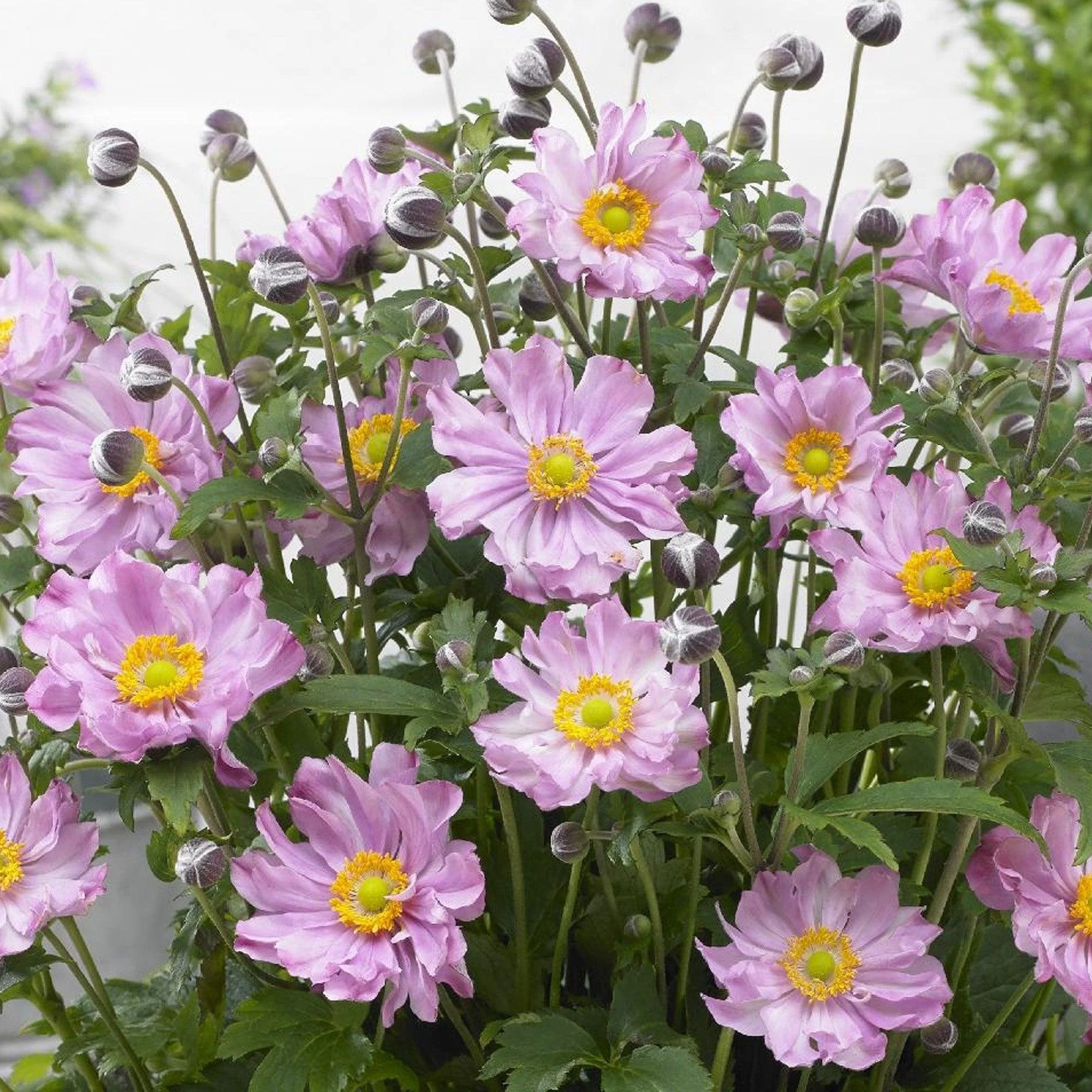 Anemone ‘Pocahontas’