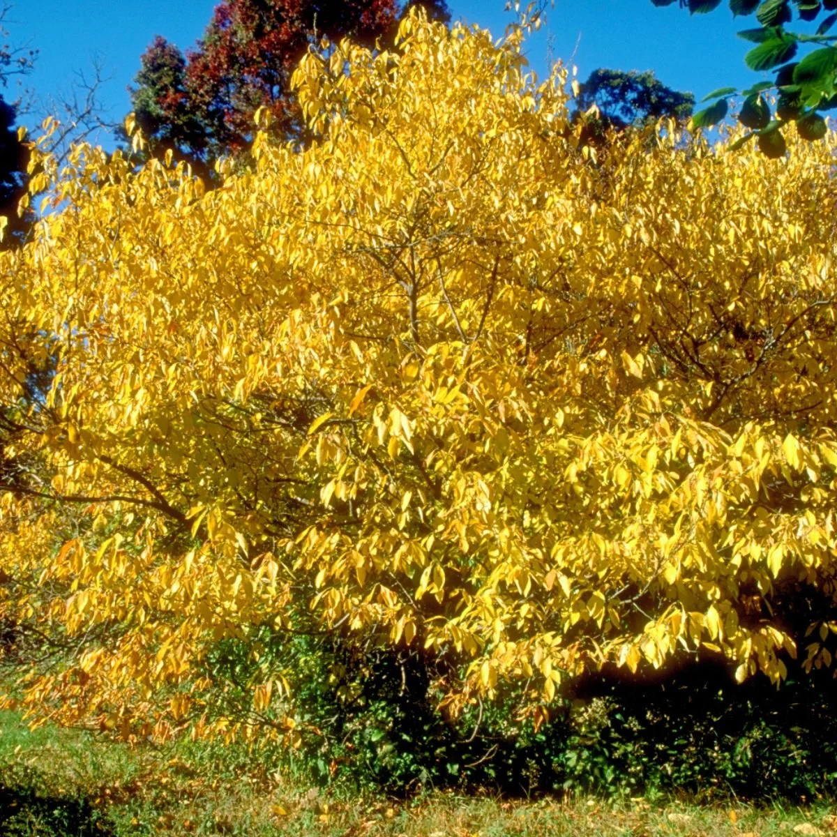 0005872_spicebush.jpeg