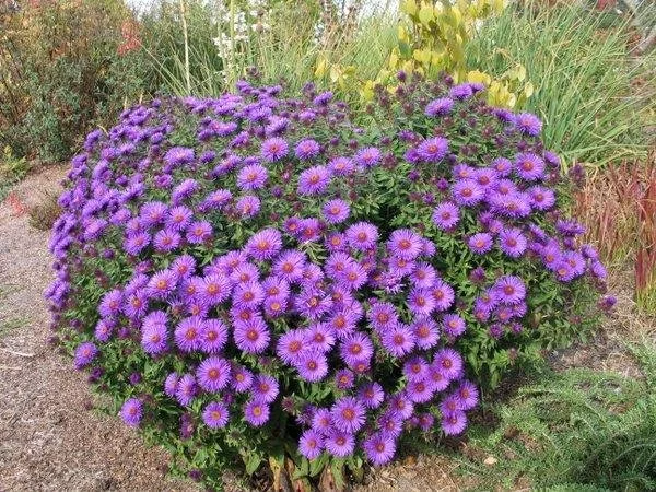 Aster ‘Purple Dome’