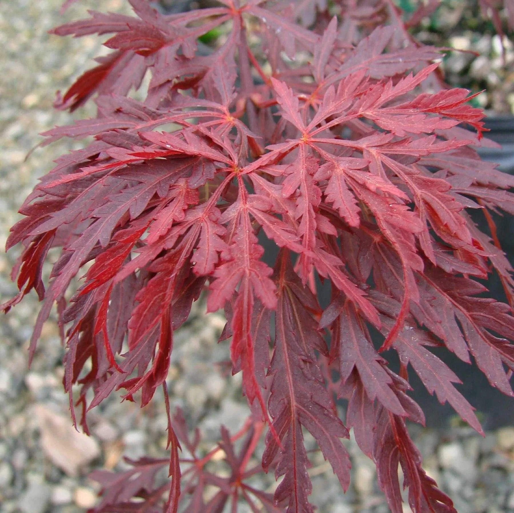 Acer palmatum ‘Red Dragon’ Japanese Maple