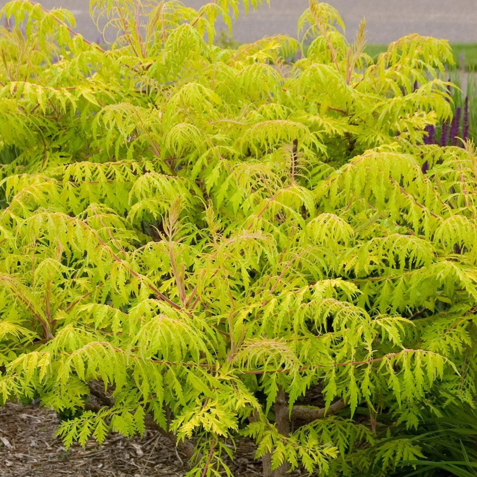 Sumac ‘Tiger Eye’