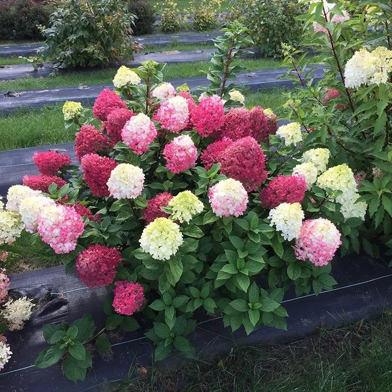 Hydrangea-paniculata-Little-Lime-Punch.jpg