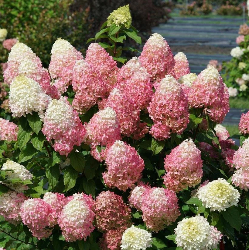 Hydrangea paniculata ‘Quick Fire Fab’