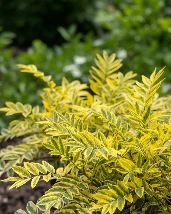 Polemonium/Jacobs Ladder ‘Golden Feathers’