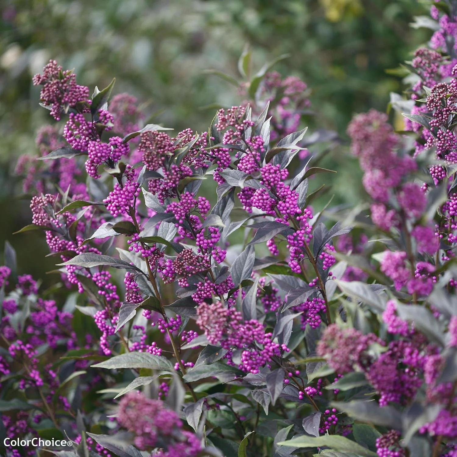 Beautyberry ‘Pearl Glam’ (callicarpa)
