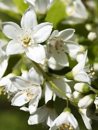 Deutzia ‘Chardonnay Pearls’