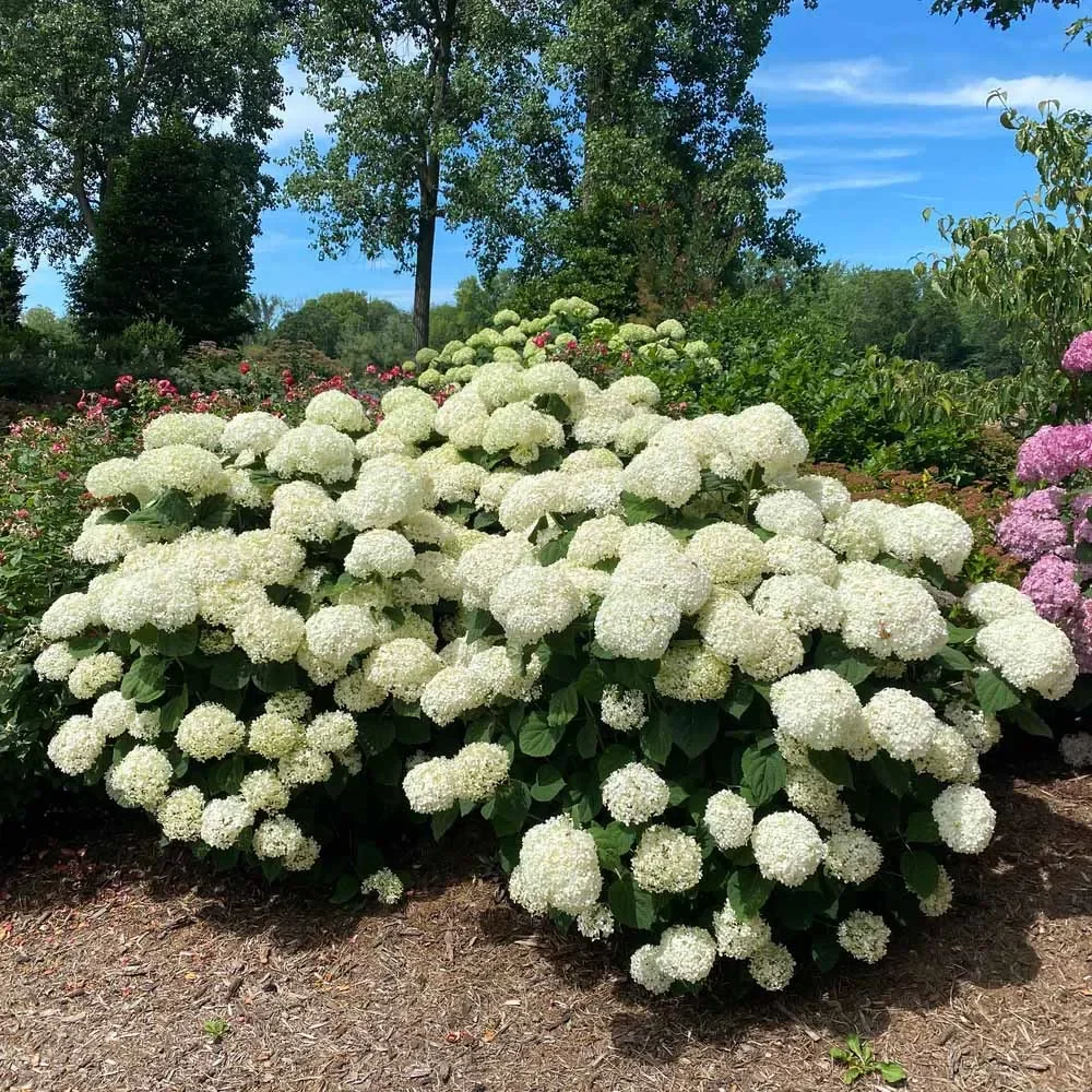 Hydrangea-Incrediball-Storm-Proof-4.webp