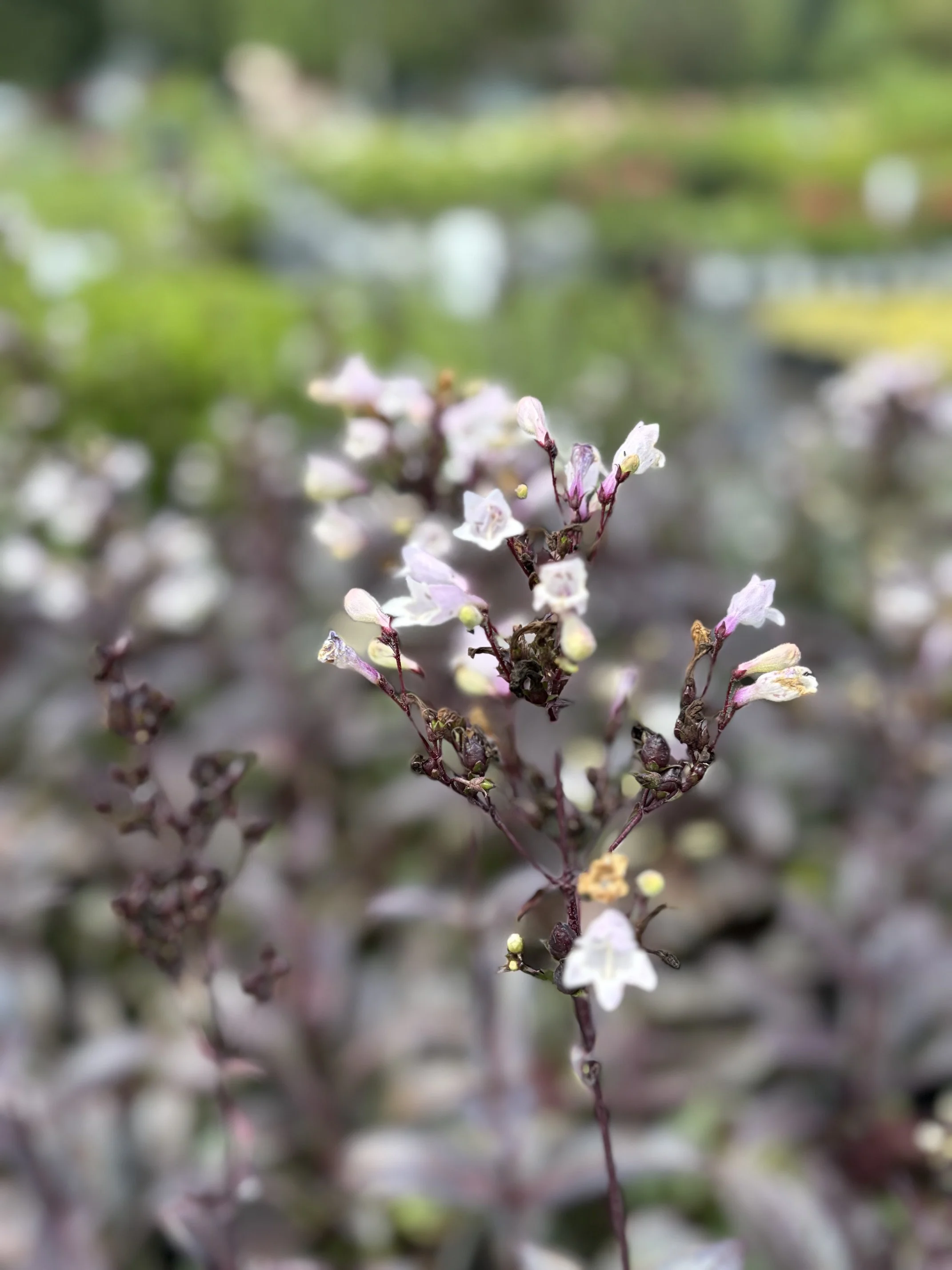 Close-up of small, delicate pink and white flowers on a plant with a blurred green and brown background.