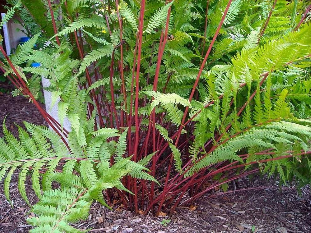 Fern ‘Lady in Red’