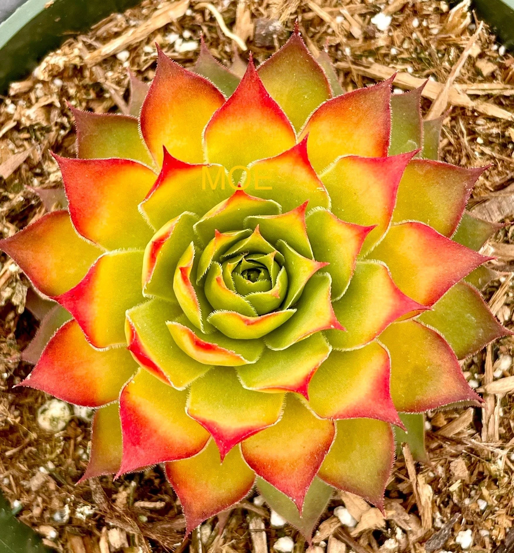 Sempervivum ‘Gold Rush’ Hens and Chicks