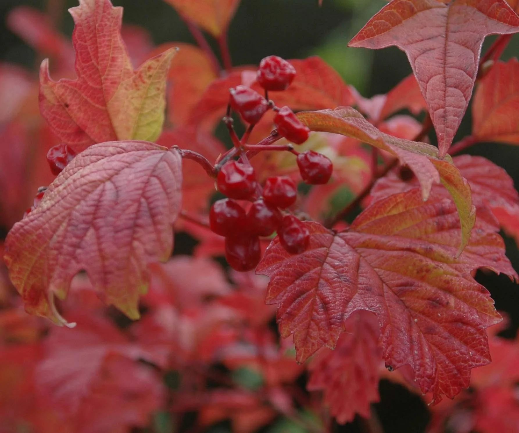 Viburnum ‘American Cranberry’