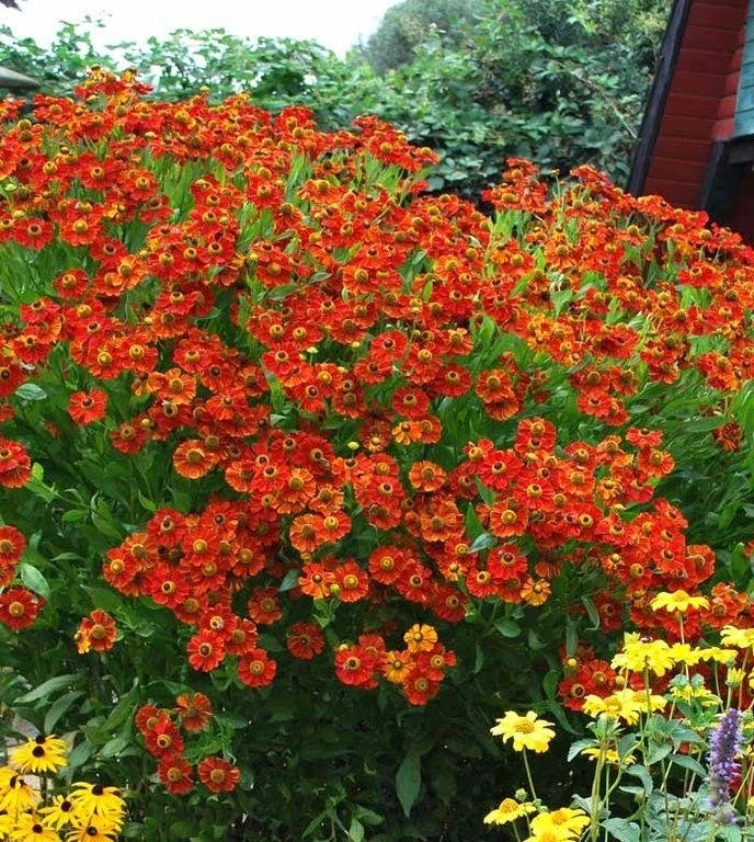 Helenium ‘Fuego’ — Sneezeweed
