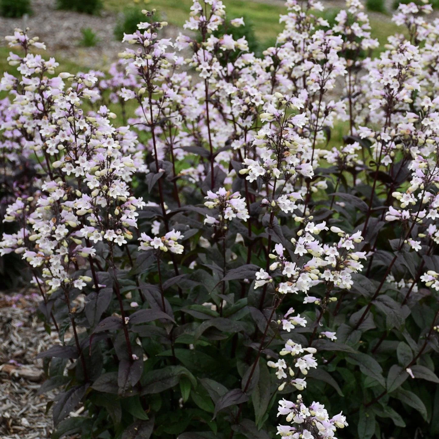 Penstemon ‘Onyx & Pearls’