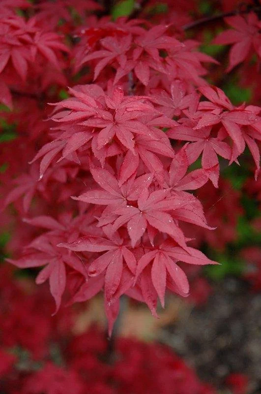 Acer palmatum ‘Twombly’s Red Sentinel’ Japanese Maple