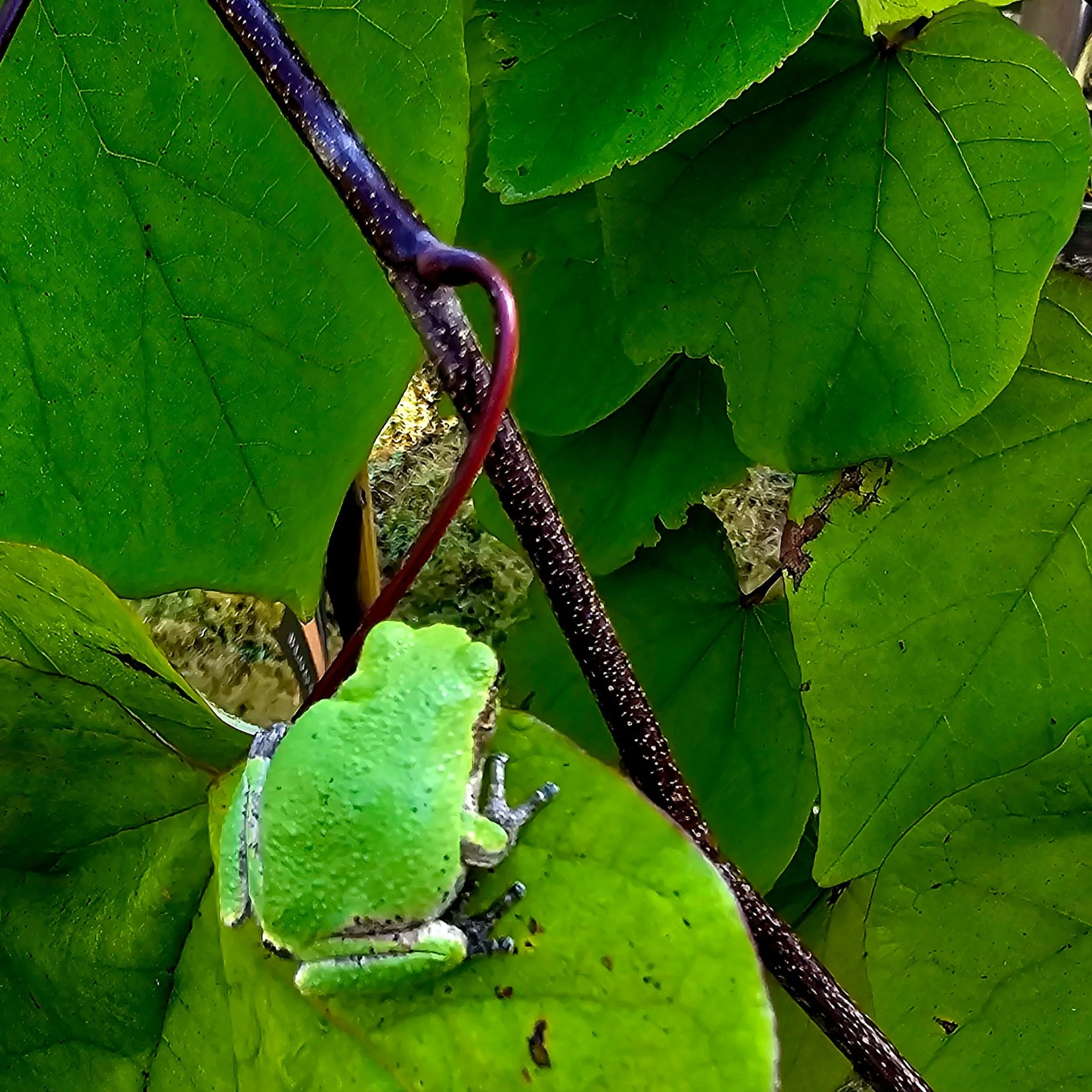 Close-up of green leaves with a tiny caterpillar crawling on one of them.