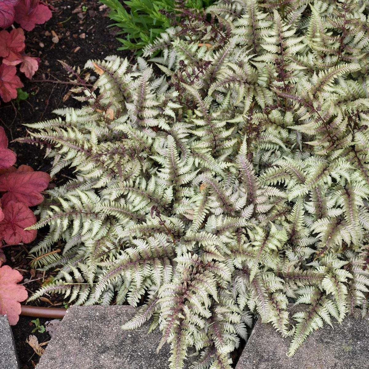 Fern ‘Crested Surf’ Japanese Painted Fern