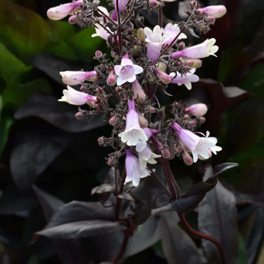 Penstemon ‘Dark Towers’