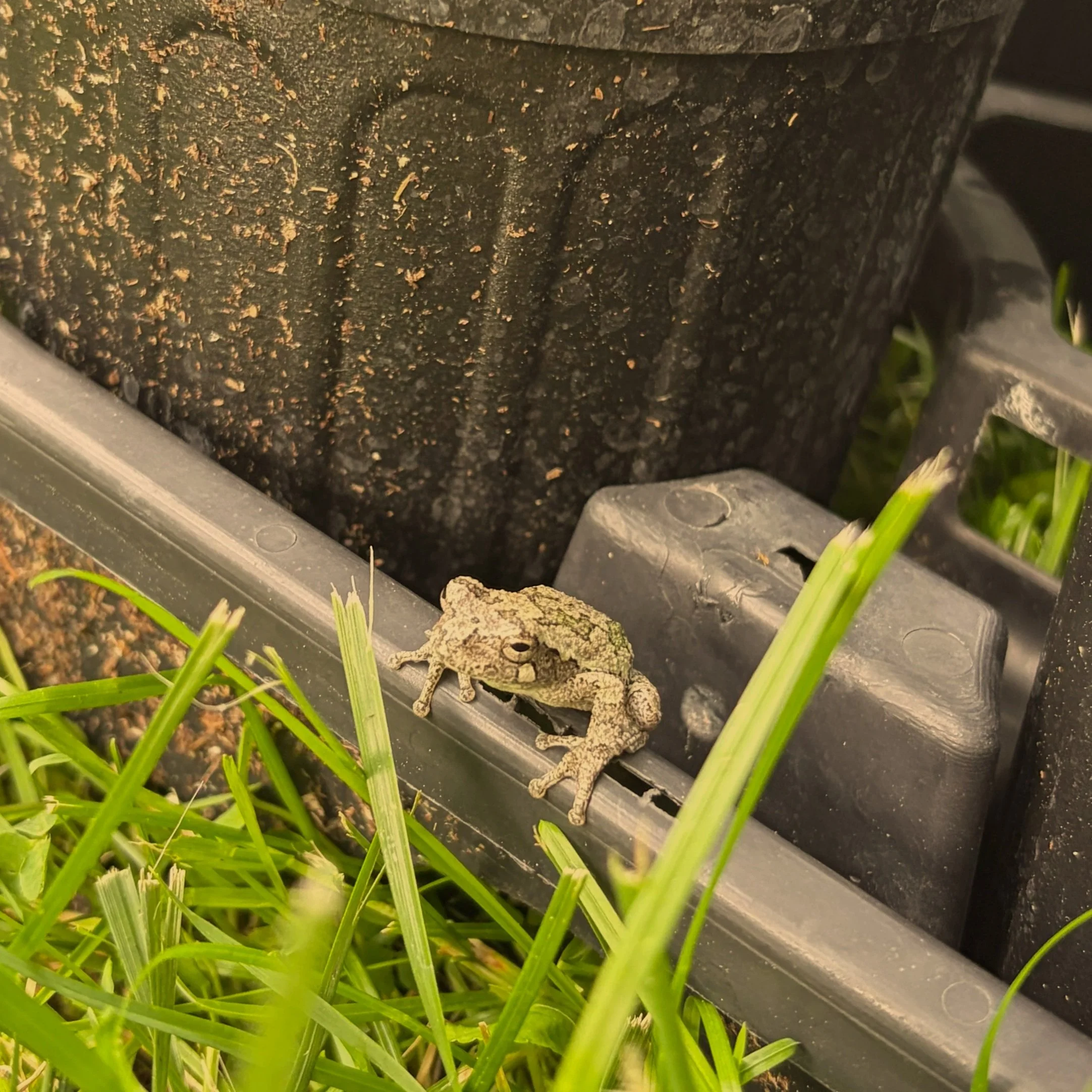 A small toad sitting on a concrete surface with green grass around it.