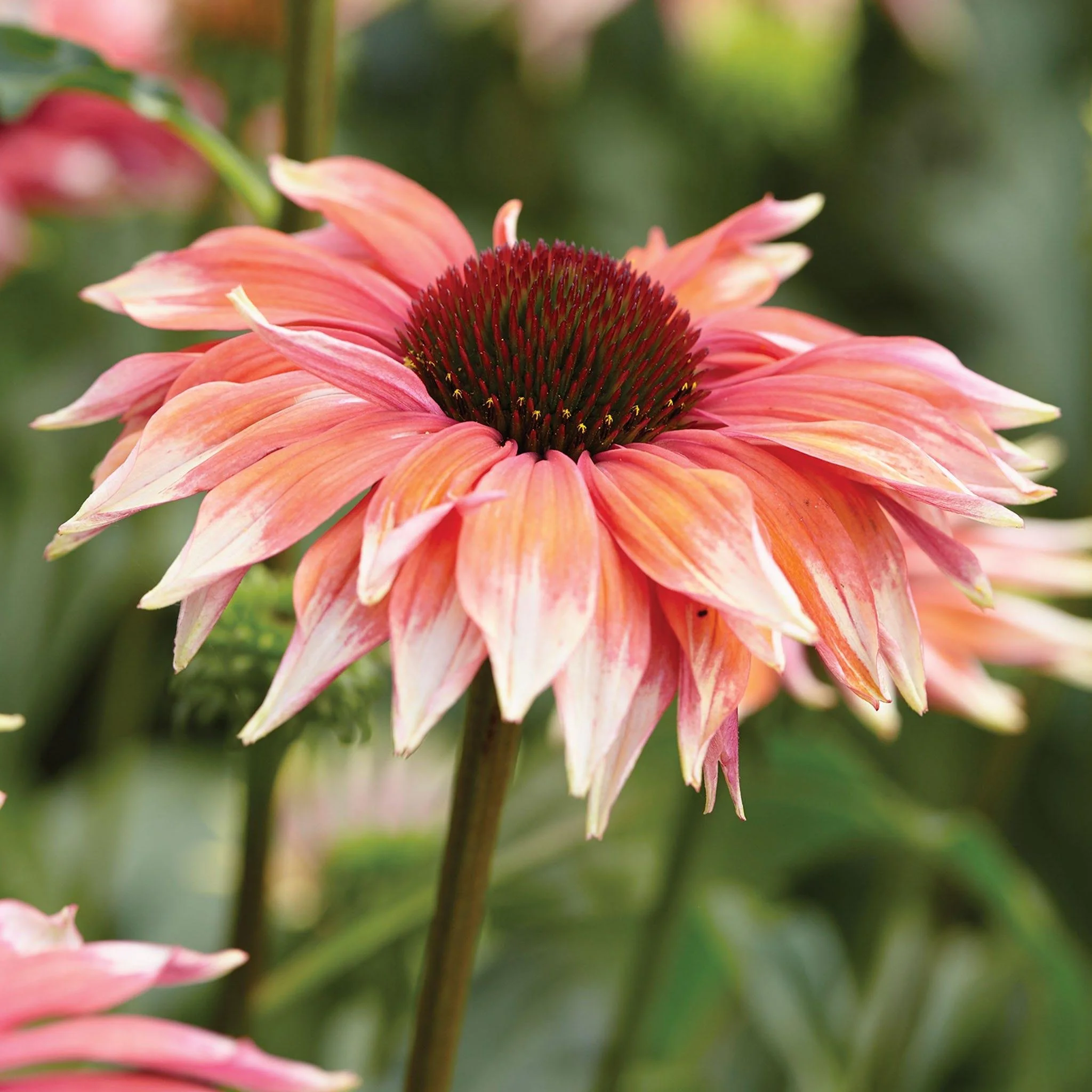Coneflower ‘Playful Meadow Mama’