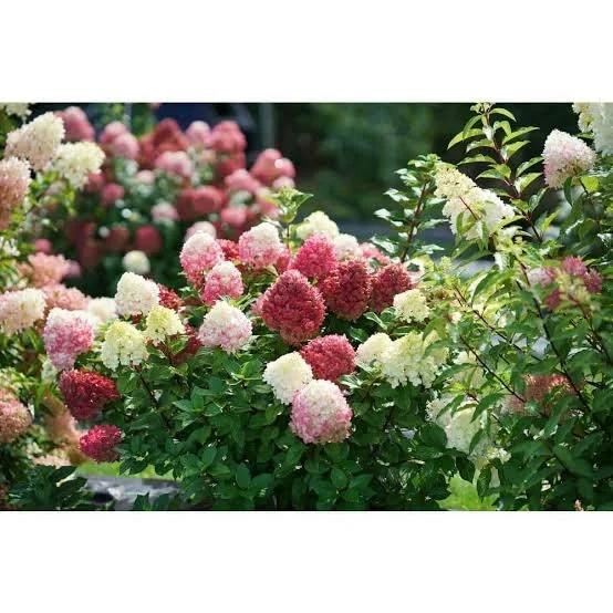 images (18).jpg