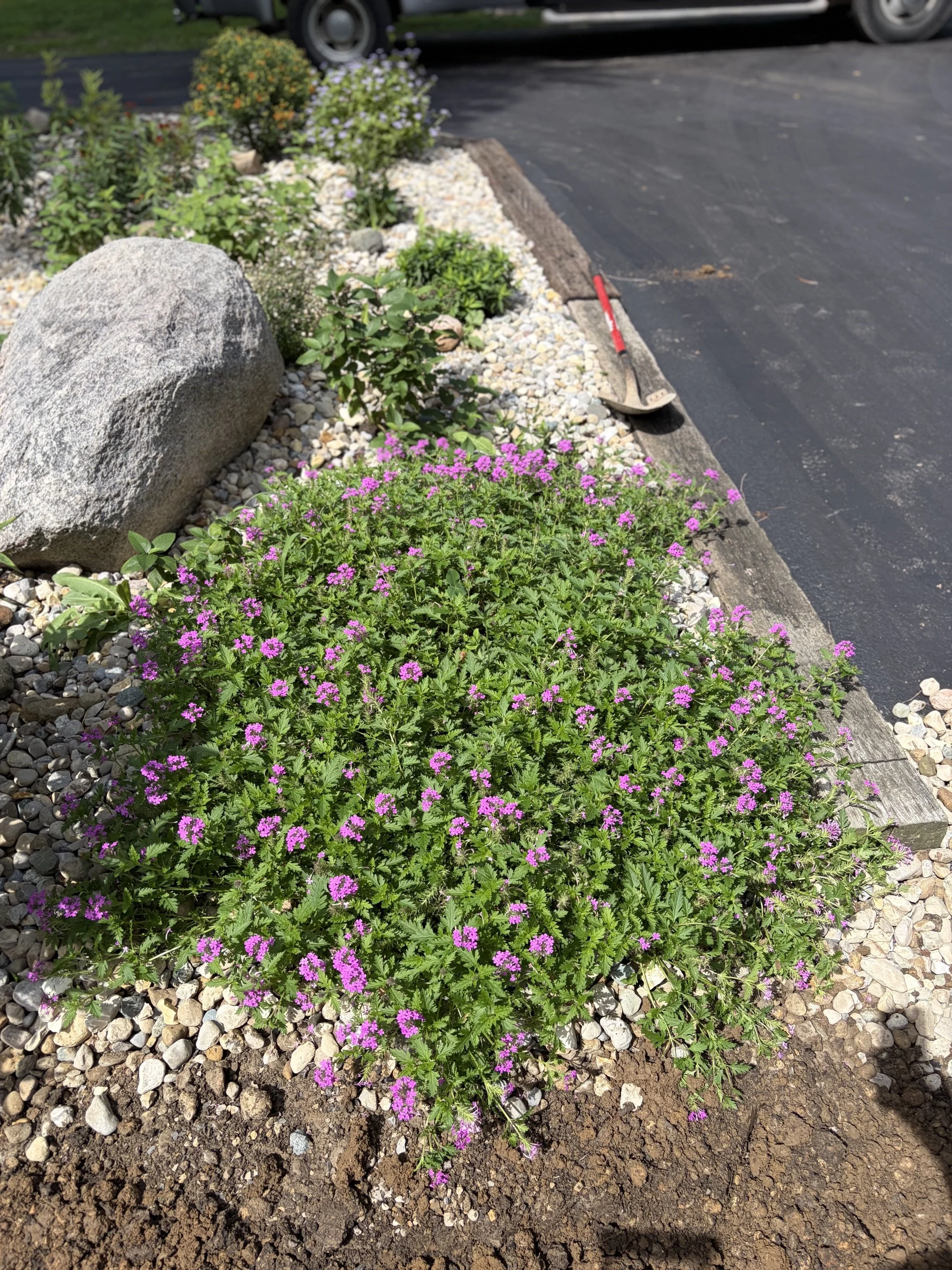 Flower bed with pink and purple flowers, green foliage, large rocks, and a shovel on blacktop next to a parking lot.