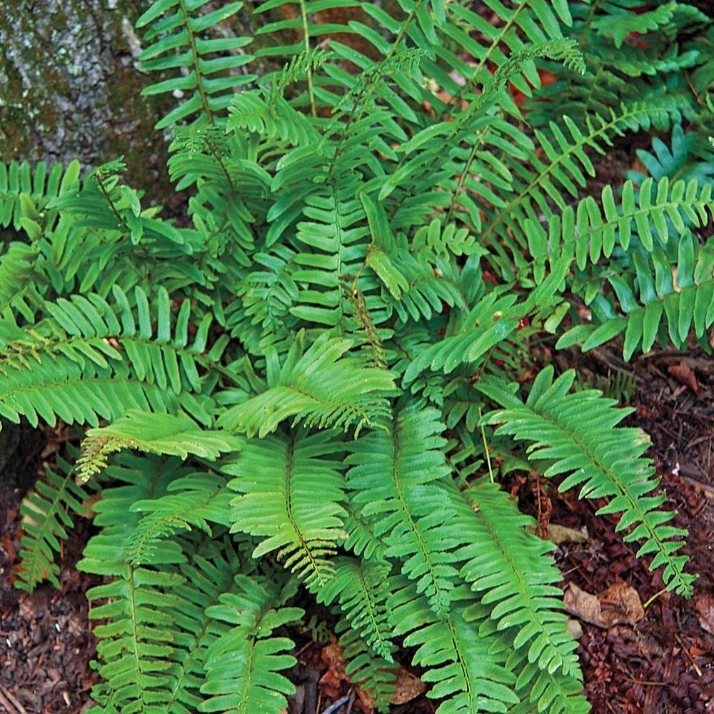 Fern, Christmas