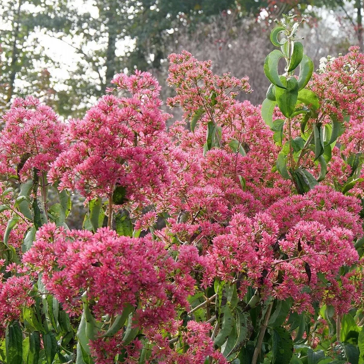 Seven Son Flower ‘Temple of Bloom’