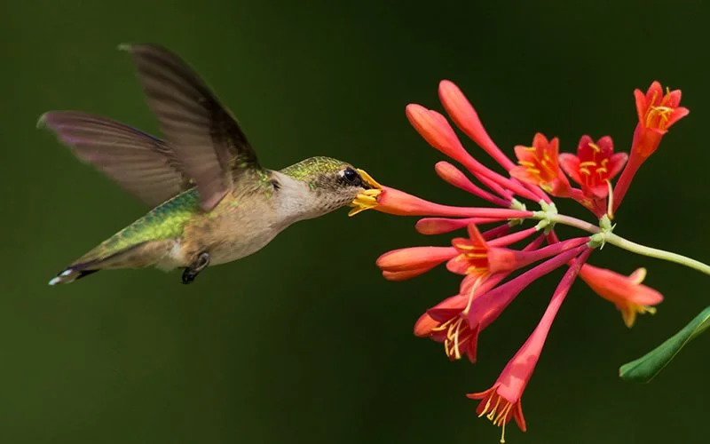 Honeysuckle-Major-Wheeler-Flower-Hummingbird-4.jpg
