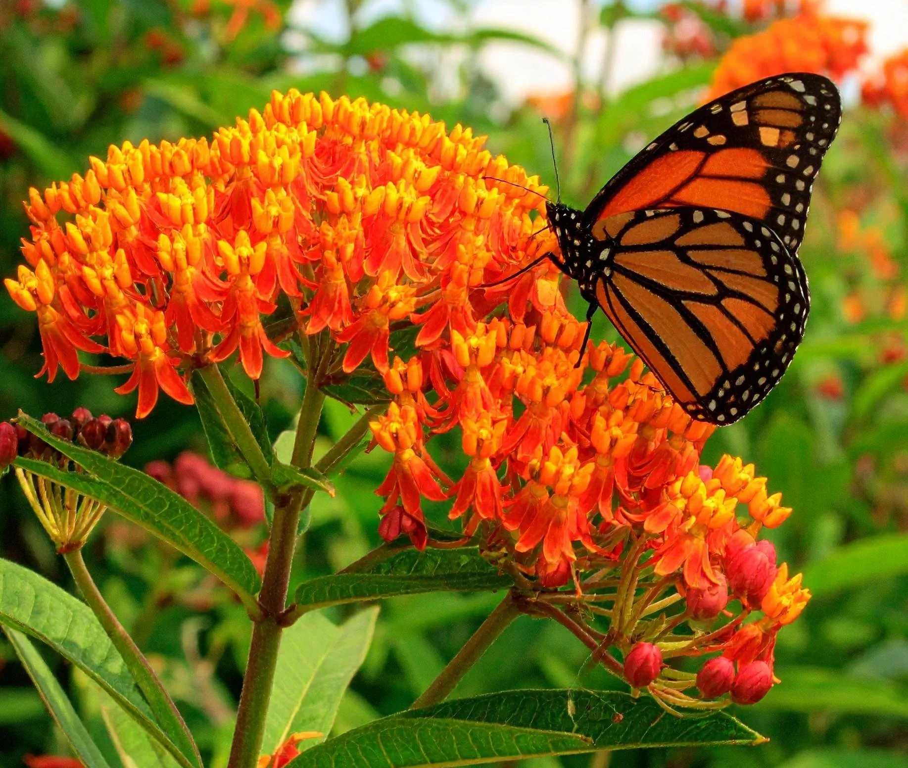 Asclepias tuberosa — Native Orange Butterfly Weed