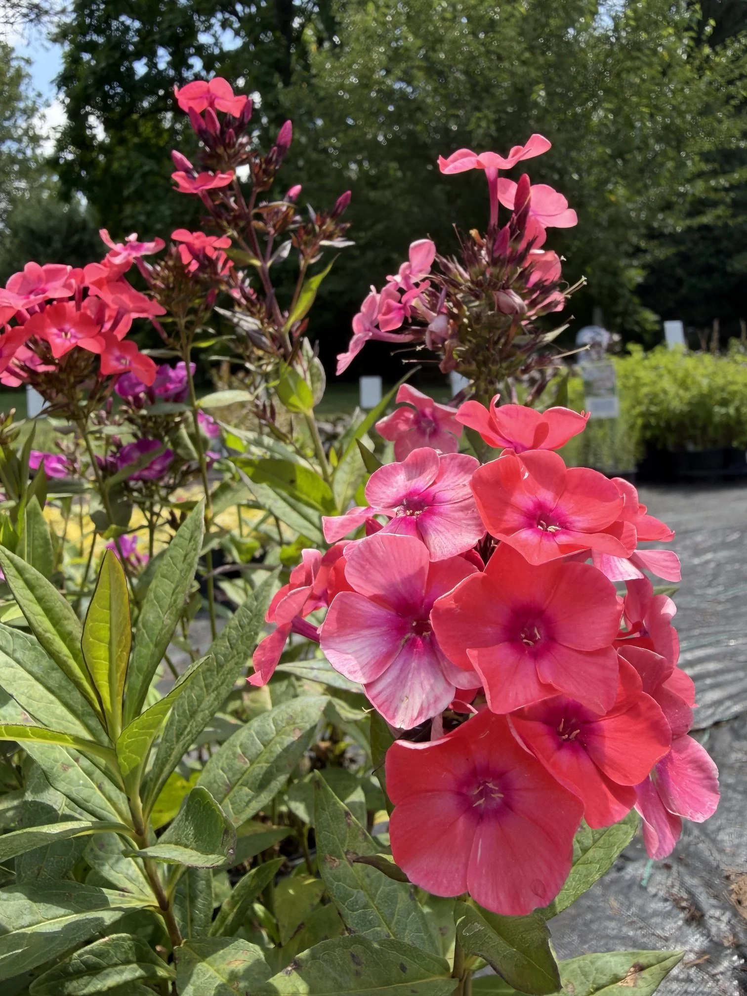Close-up of pink and purple flowers amidst green leaves outdoors with trees and sky in the background.