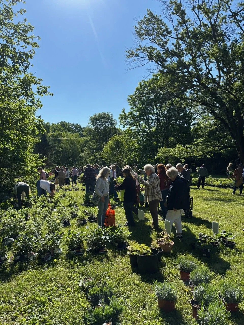 People shopping for plants at an outdoor plant sale on a sunny day.