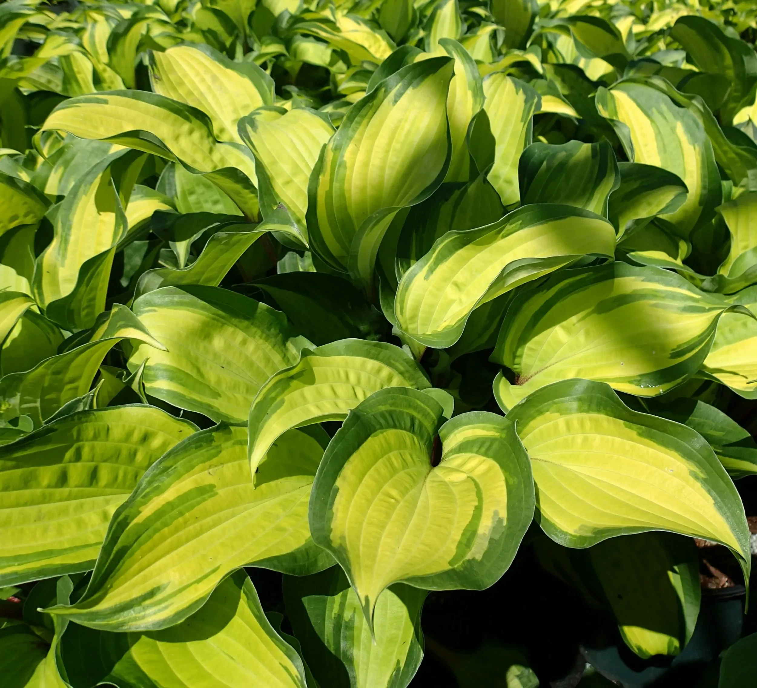 Hosta ‘Island Breeze’