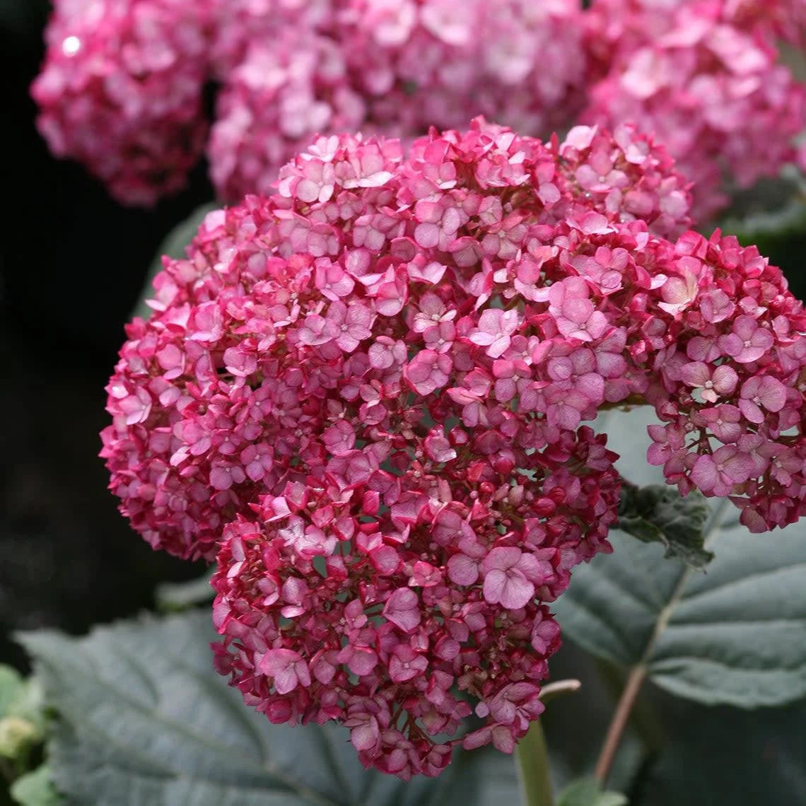 Hydrangea arborescens ‘Invincibelle Ruby’