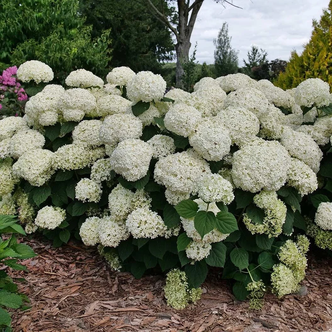 Hydrangea arborescens ‘Incrediball Storm Proof’