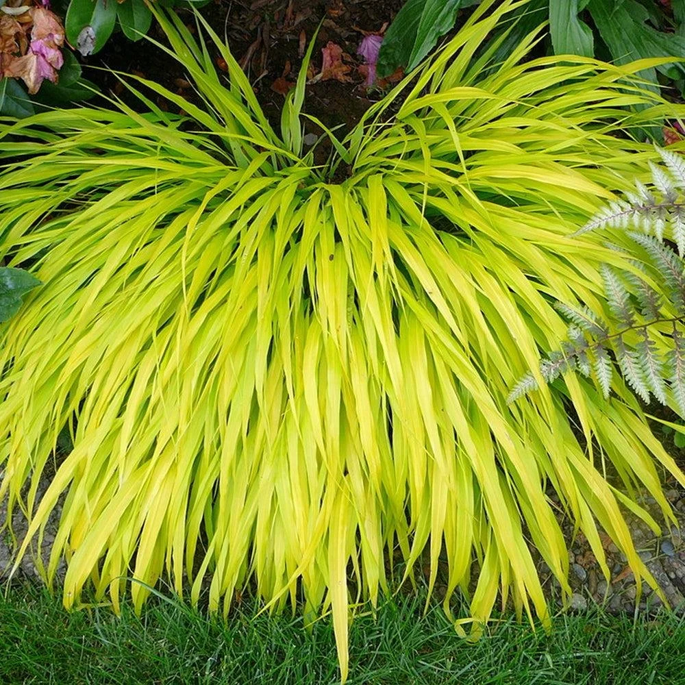 Japanese Forest Grass ‘All Gold’