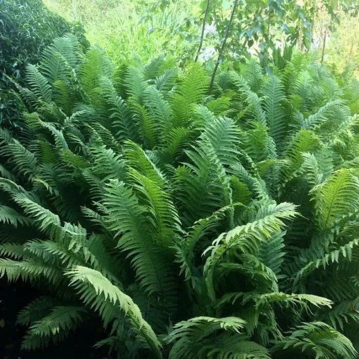 Fern - Ostrich Fern — Matteuccia struthiopteris