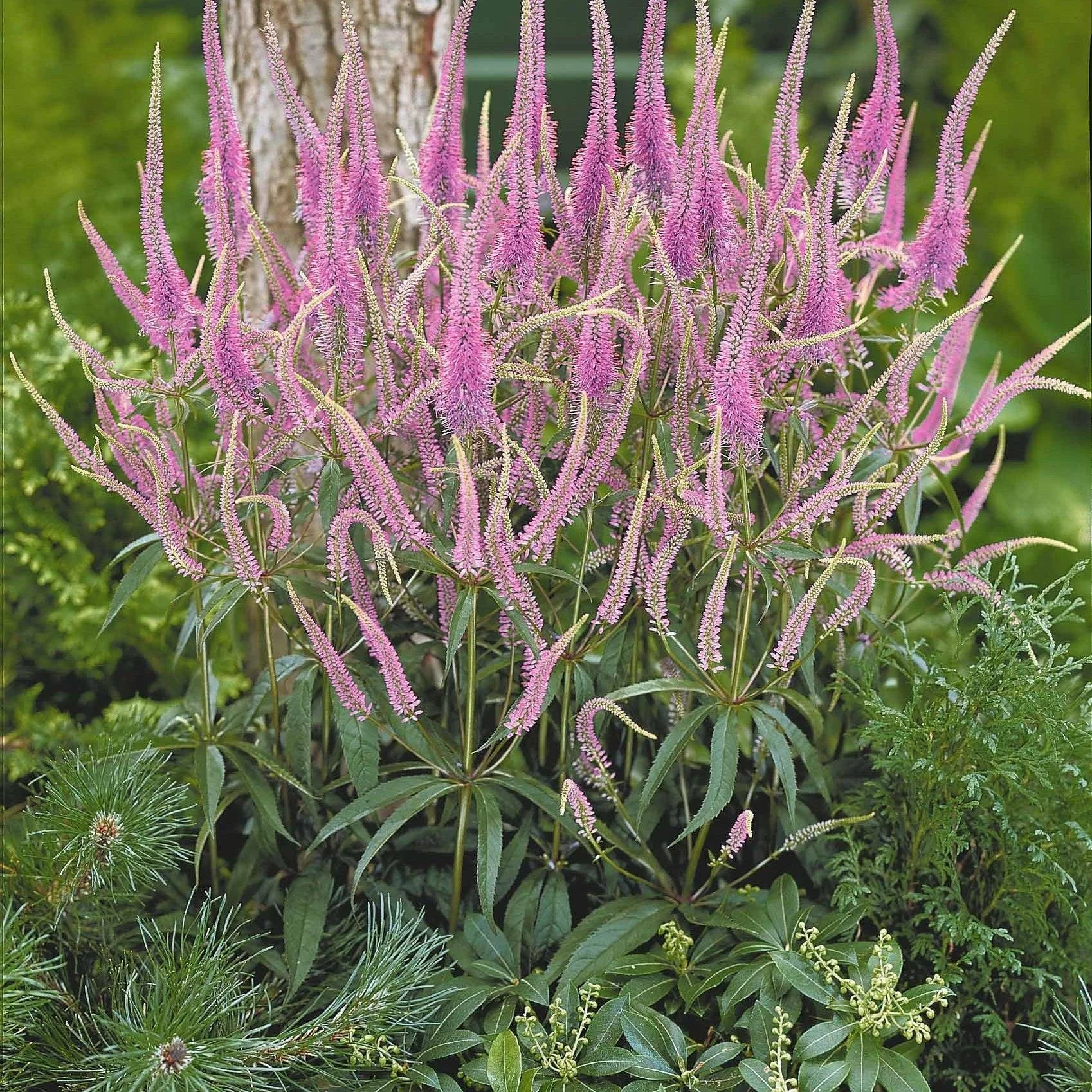 Culver’s Root ‘Pink Profusion’