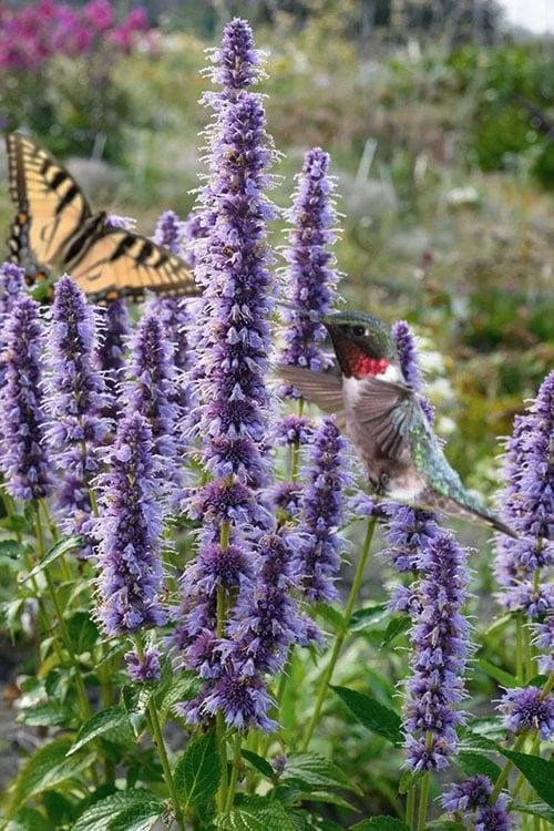 Agastache ‘Blue Fortune’ Anise Hyssop