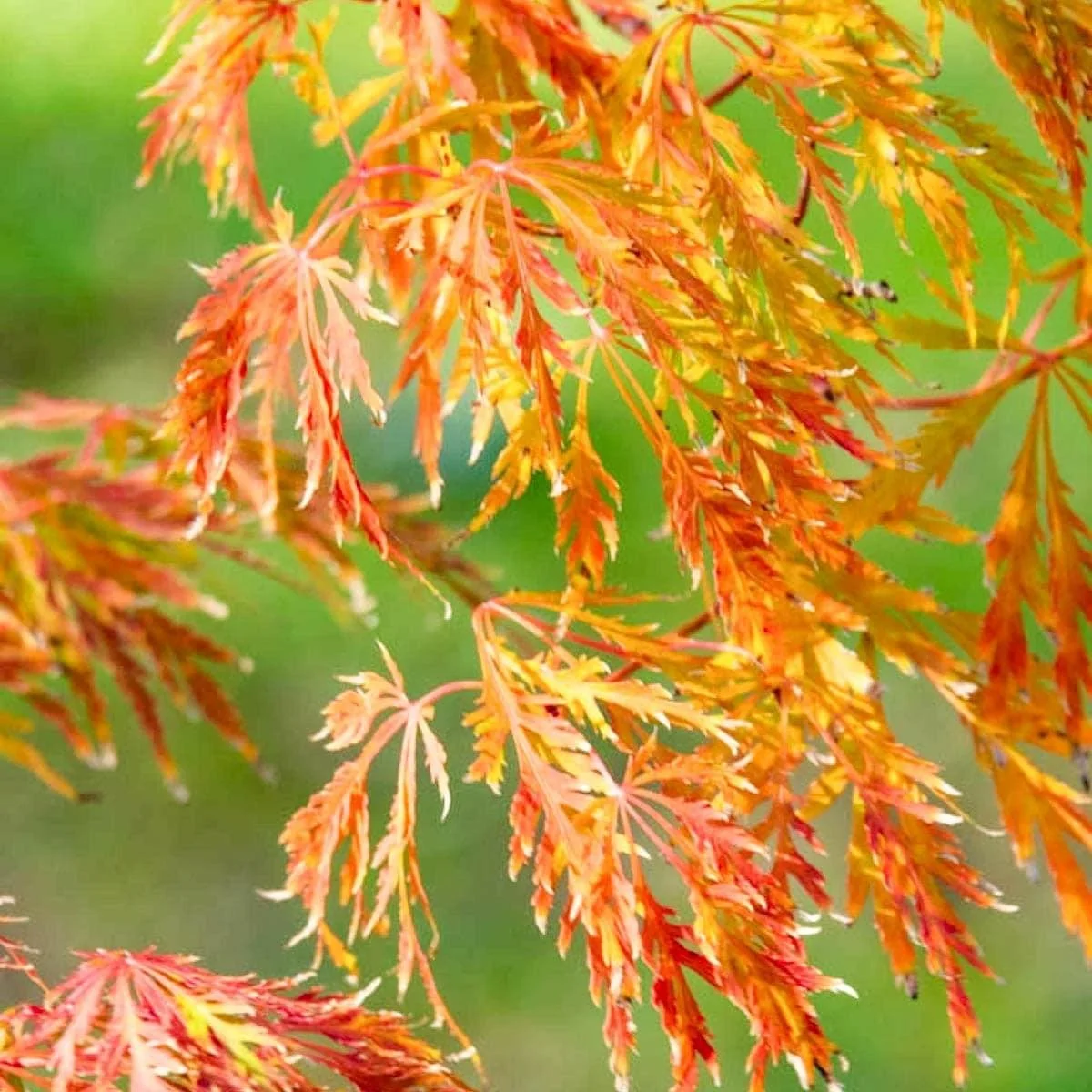 Acer palmatum ‘Orangeola’ — Japanese Maple