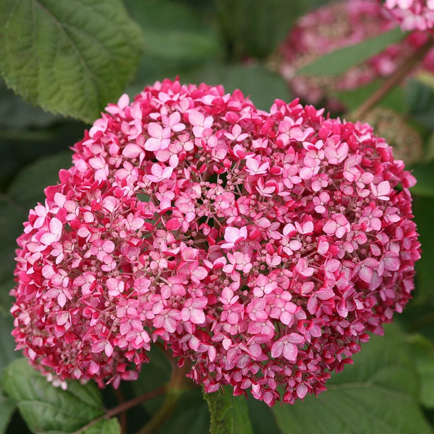 Hydrangea arborescens ‘Invincibelle Spirit II’