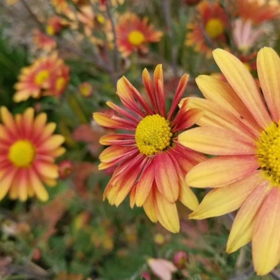 Chrysanthemum ‘Campfire Glow’