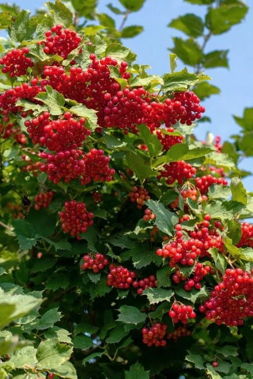 viburnum-trilobum-compactum-bailey-viburnum-13.jpg