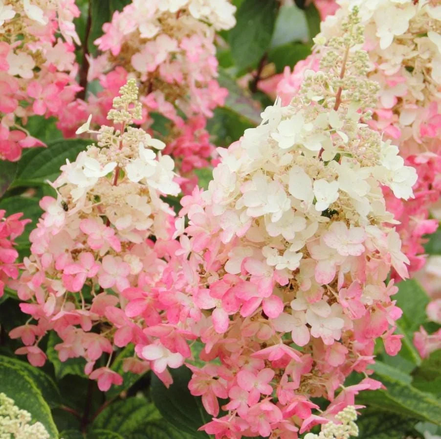 Hydrangea paniculata ‘Pinky Winky Prime’