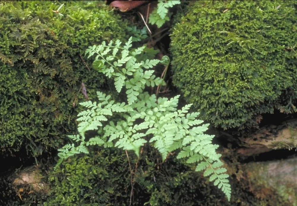 cystopteris-fragilis-ha-atal.jpg