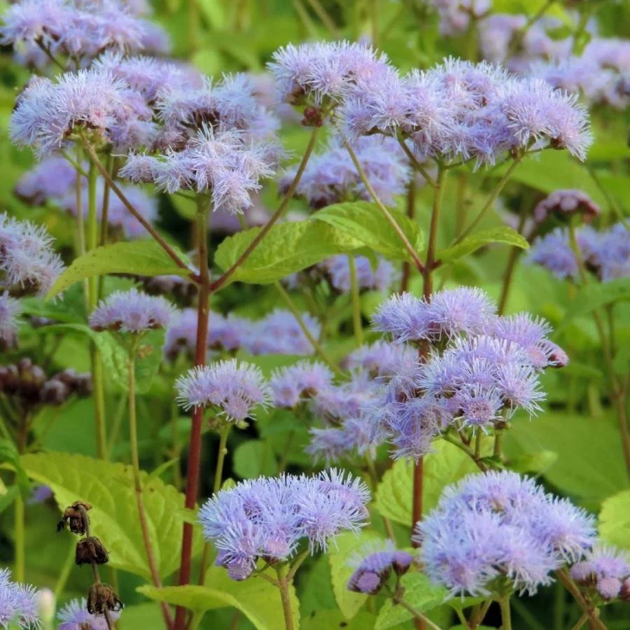 Eupatorium coelestinum ‘Blue Mistflower’
